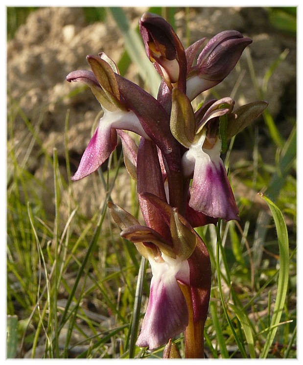 Orchis collina .......ed altro....